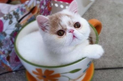 茶杯猫,萌态可掬的治愈系宠物