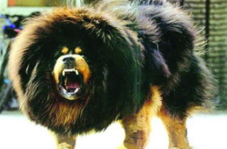 藏獒价格,从平民犬到身份象征的演变