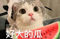娱乐吃瓜宠物小说,娱乐圈宠物的甜蜜日常