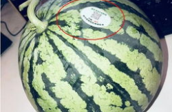 彩虹网红吃瓜,揭秘娱乐圈幕后真相